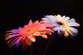 Fresh rainbow gerbera flowers on black Royalty Free Stock Photo