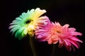 Fresh rainbow gerbera flowers on black Royalty Free Stock Photo