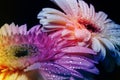 Fresh rainbow gerbera flowers on black Royalty Free Stock Photo