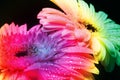 Fresh rainbow gerbera flowers on black Royalty Free Stock Photo