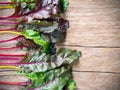 Fresh rainbow swiss chard vegetable. Royalty Free Stock Photo