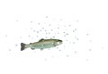 Fresh stream trout Royalty Free Stock Photo