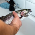 Fresh rainbow trout in men`s hands. Royalty Free Stock Photo