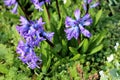 Fresh raindrops covering Hyacinths or Hyacinthus flowering plants full of small blue blooming flowers in urban garden Royalty Free Stock Photo