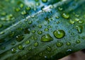 Fresh raindrops isolated on green leaf in garden Royalty Free Stock Photo