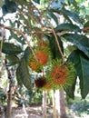 Fresh rambutan fruit on rambutan tree Royalty Free Stock Photo