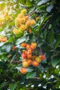 Fresh rambutan fruit on tree Royalty Free Stock Photo