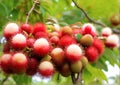 Fresh rambutan.fruits Indonesia. A bouquet of rambutan fruits hanging from a rambutan tree. Tropical delicious fruits. Royalty Free Stock Photo