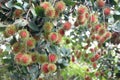 Fresh rambutan fruits on tree. Royalty Free Stock Photo