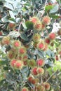 Fresh rambutan fruits on tree. Royalty Free Stock Photo