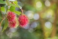 Fresh Rambutan Nephelium lappaceum tropical fruits hanging on brunch tree Royalty Free Stock Photo