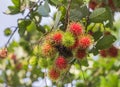 Fresh Rambutan Nephelium lappaceum tropical fruits hanging on brunch tree