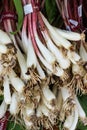 Fresh ramps or wild leeks Royalty Free Stock Photo