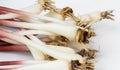 Fresh ramps or wild leeks Royalty Free Stock Photo