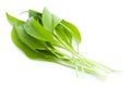 Fresh ramsons leaves.