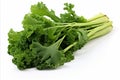 Fresh rapini vegetable on clean white backdrop for eye catching advertisements and packaging designs Royalty Free Stock Photo
