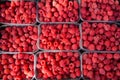 Fresh raspberries as background Royalty Free Stock Photo