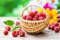 Fresh raspberries in basket and flower bouquet Royalty Free Stock Photo