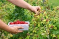 Fresh raspberries