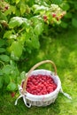 Fresh raspberries in the cute basket under raspberry bush