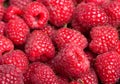 Fresh raspberries Royalty Free Stock Photo