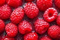 Fresh raspberries large berries on a red background with villi and drops Royalty Free Stock Photo