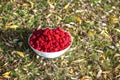 Red raspberries in a white bowl on the background of a green grass and autumn leaves Royalty Free Stock Photo