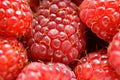 Fresh raspberry Royalty Free Stock Photo