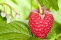 Fresh raspberry Royalty Free Stock Photo