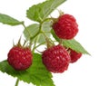 Fresh Raspberry Royalty Free Stock Photo