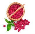 Fresh Raspberry berries in wicker basket ripe berry harvest Royalty Free Stock Photo