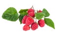 Fresh raspberry branch with ripe berries isolated on white