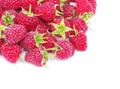 Fresh raspberry closeup on white
