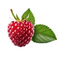 Fresh raspberry fruit. Ripe pink berry with green leaves isolated. Healthy diet. Vegetarian food Royalty Free Stock Photo