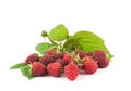 Fresh raspberry fruits