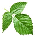 Fresh raspberry leaves. Royalty Free Stock Photo