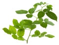 Fresh raspberry leaves isolated on a white background. Close up of a of fresh raspberries leaves