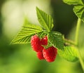 Fresh Raspberry Plant