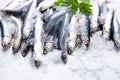 Fresh raw anchovies on ice Royalty Free Stock Photo