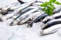 Fresh raw anchovies on ice Royalty Free Stock Photo