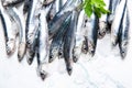 Fresh raw anchovies on ice Royalty Free Stock Photo