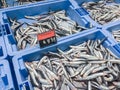 Fresh raw anchovy fish on ice for sale at local market in Ibiza, Spain Royalty Free Stock Photo