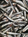 Fresh raw anchovy fish at the supermarket Royalty Free Stock Photo