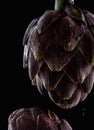 Fresh raw artichokes on black background. Royalty Free Stock Photo