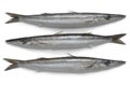 Fresh raw barracuda fish Royalty Free Stock Photo