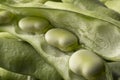 Fresh raw broad beans inside the pod Royalty Free Stock Photo