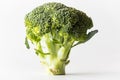 A fresh raw broccoli stalk standing isolated against white. Royalty Free Stock Photo