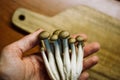 Fresh raw brown shimiji or shimeji mushrooms in a hand. Beech mushroom cooking.