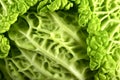 Fresh Raw Cabbage Royalty Free Stock Photo