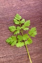 fresh raw chervil Royalty Free Stock Photo